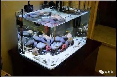 水族器材購買常見問題解答：如何選擇合適的水族箱
