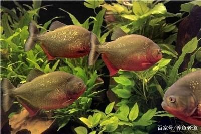 龍魚在倒缸后半個月不吃食怎么辦：龍魚倒缸后半個月不吃食怎么辦，