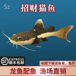 紅尾龍魚價格是多少（紅尾龍魚怎么找？）