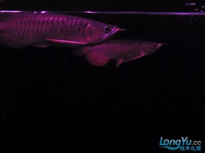 紅尾龍魚價格是多少（紅尾龍魚怎么找？）