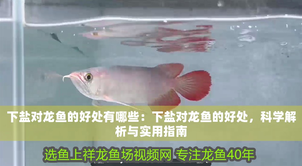 下鹽對龍魚的好處有哪些：下鹽對龍魚的好處，科學解析與實用指南