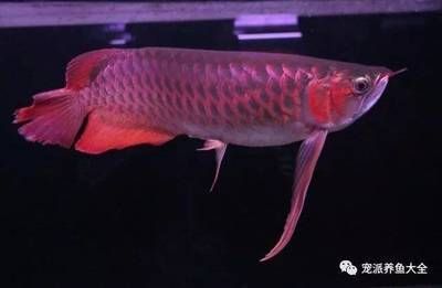 龍魚最多可以餓多少天死了呢：龍魚可以餓一個月不吃東西嗎？