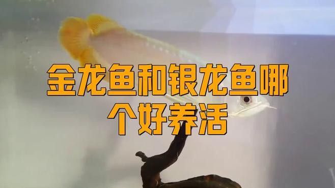 銀龍魚和金龍魚哪個(gè)更好養(yǎng)？
