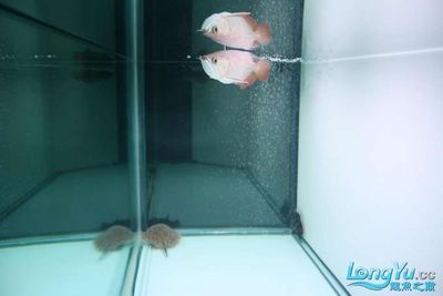 白色龍魚好紅色的魚能混養嗎：白色龍魚可以與多種魚類混養嗎