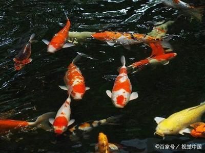 龍魚慢養和壓養的區別在哪：龍魚慢養和壓養的區別