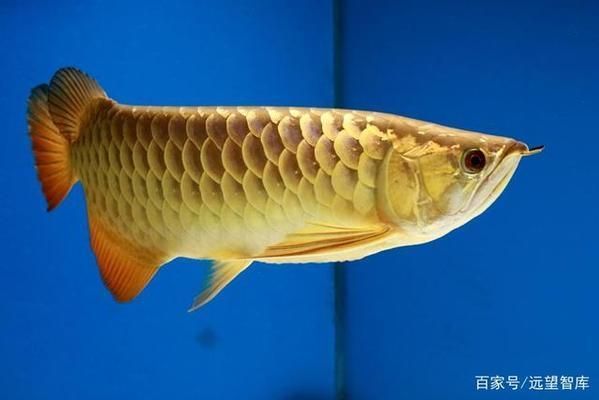 金龍魚的品牌介紹怎么寫的啊（金龍魚品牌歷史上的關鍵事件歷史上的關鍵事件）