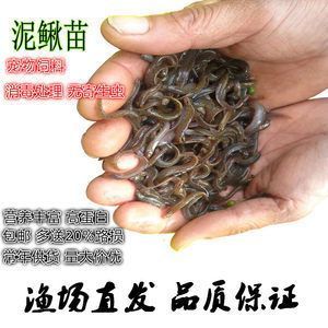 龍魚吃什么餌料長得快