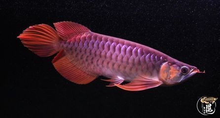 龍魚沉底不動是什么情況引起的：龍魚沉底不動可能由以下幾個原因引起：龍魚容易受到驚嚇
