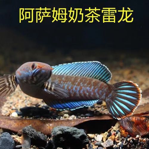 有沒有冷水龍魚苗賣
