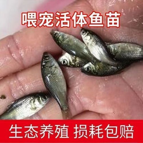 有沒有冷水龍魚苗賣