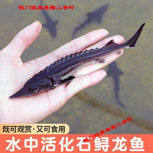 有沒有冷水龍魚苗賣