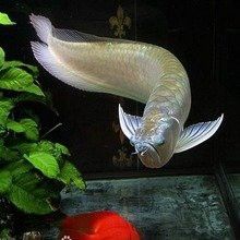 有沒有冷水龍魚苗賣
