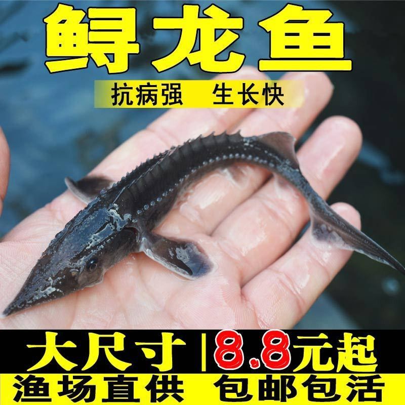 有沒有冷水龍魚苗賣