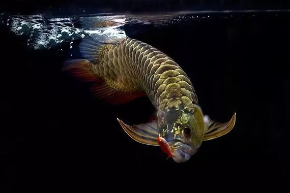 龍魚不好好吃食是什么原因：龍魚不好好吃食可能由多種因素導(dǎo)致