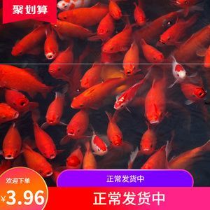 龍鳳鯉魚市場價格波動原因：如何降低龍鳳鯉魚養殖成本