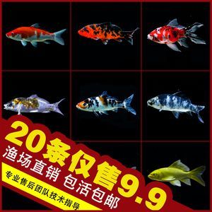 龍鳳鯉魚市場價格波動原因：如何降低龍鳳鯉魚養殖成本