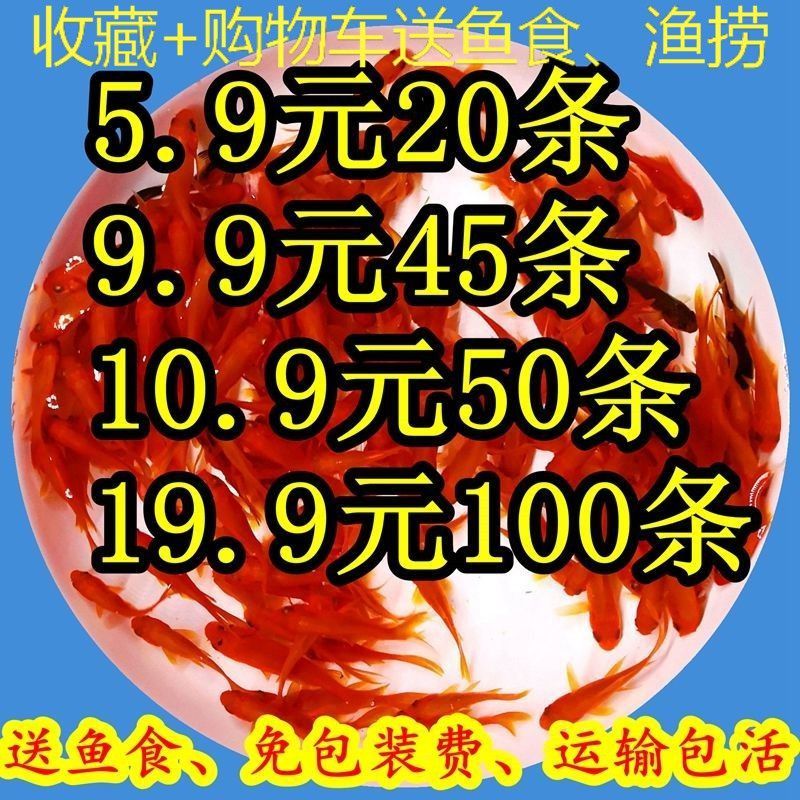 龍鳳鯉魚市場價格波動原因：如何降低龍鳳鯉魚養殖成本