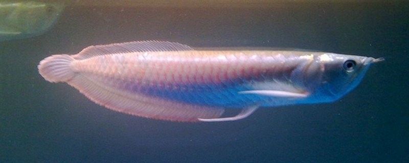 銀龍魚冷水能活嗎