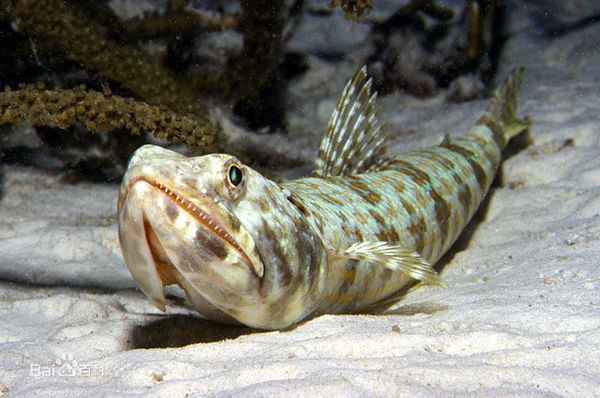 像龍頭一樣的魚是什么魚：海洋生物中沒有真正的“龍頭”魚是什么魚是什么魚