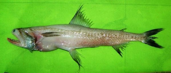 像龍頭一樣的魚是什么魚：海洋生物中沒有真正的“龍頭”魚是什么魚是什么魚