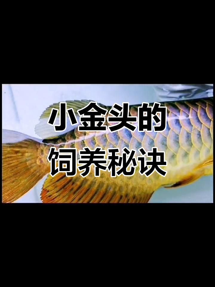 24K金頭金龍魚有哪些特點？