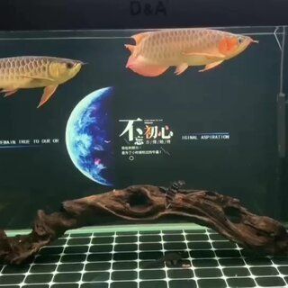 紅龍魚(yú)繁殖期食物保存方法：紅龍魚(yú)繁殖期水蚯蚓的保存方法