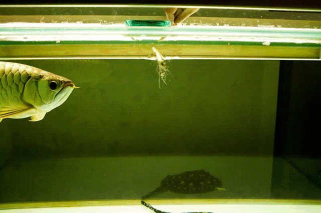 龍魚常見品種飼養(yǎng)與現(xiàn)狀研究論文范文:有關(guān)龍魚常見品種飼養(yǎng)與現(xiàn)狀研究論文范文 龍魚百科 第2張 龍魚常見品種飼養(yǎng)與現(xiàn)狀研究論文范文:有關(guān)龍魚常見品種飼養(yǎng)與現(xiàn)狀研究論文范文 龍魚常見品種飼養(yǎng)與現(xiàn)狀研究論文范文:有關(guān)龍魚常見品種飼養(yǎng)與現(xiàn)狀研究論文范文 龍魚百科 第2張