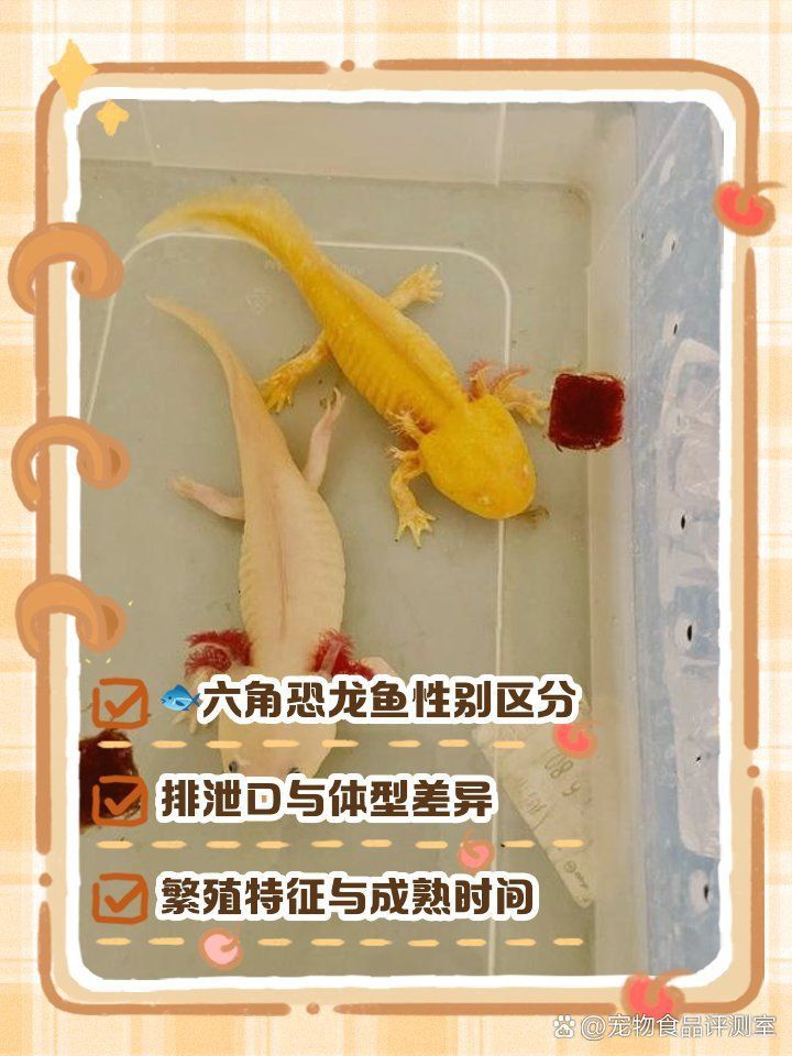 六角恐龍魚分辨公母