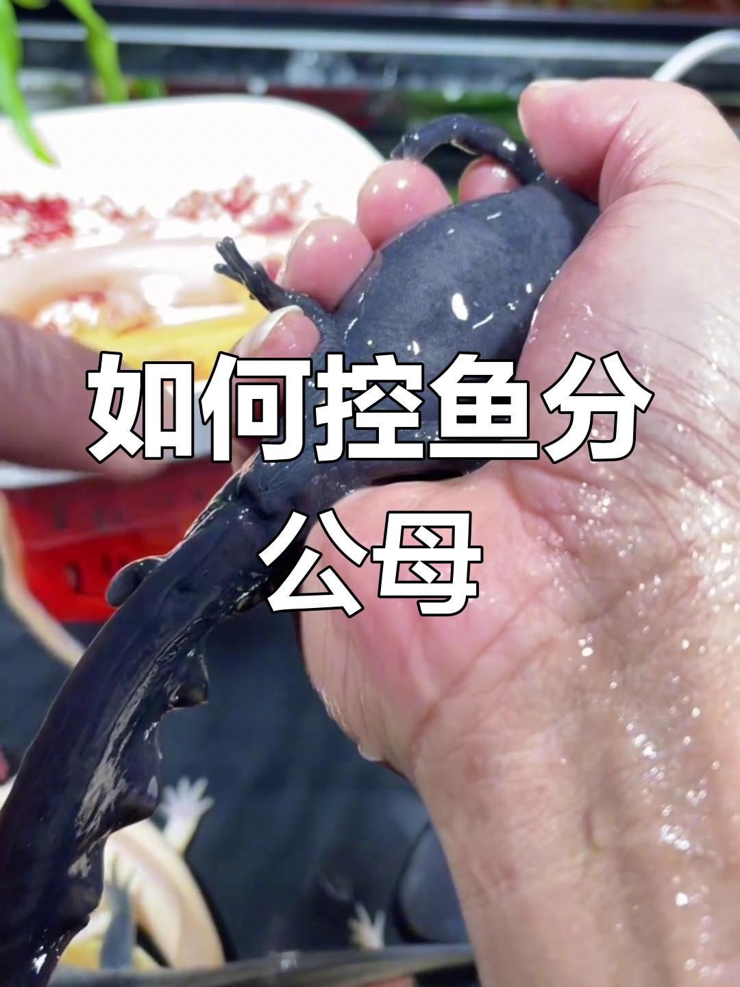 六角恐龍魚分辨公母
