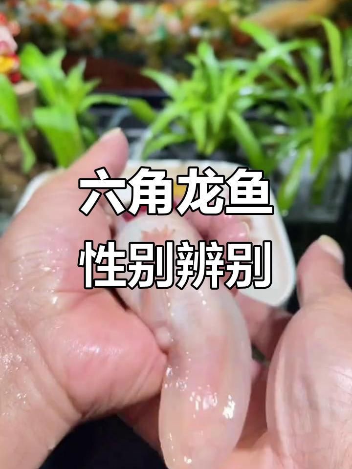 六角恐龍魚分辨公母