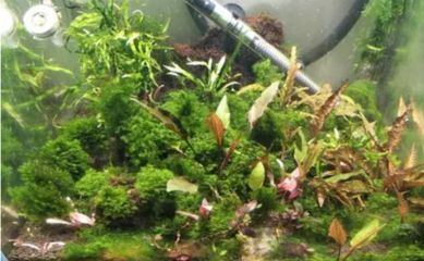 銀龍魚缸內能蜈蚣草嗎（蜈蚣草是否適合在銀龍魚缸內養殖，我們需要考慮幾個方面）