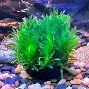 銀龍魚缸內能蜈蚣草嗎（蜈蚣草是否適合在銀龍魚缸內養殖，我們需要考慮幾個方面）
