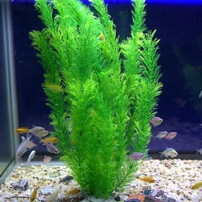銀龍魚缸內能蜈蚣草嗎（蜈蚣草是否適合在銀龍魚缸內養殖，我們需要考慮幾個方面）