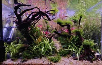銀龍魚缸內能蜈蚣草嗎（蜈蚣草是否適合在銀龍魚缸內養殖，我們需要考慮幾個方面）