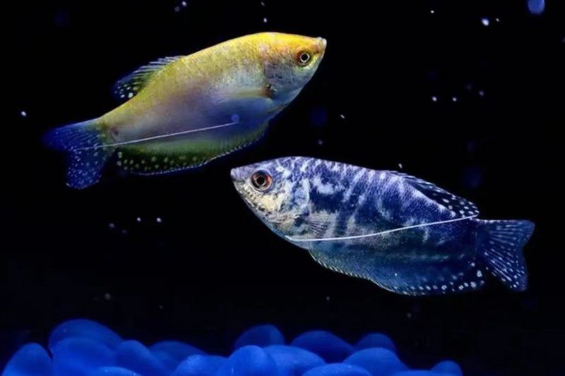 曼龍魚繁殖后需要多久恢復？