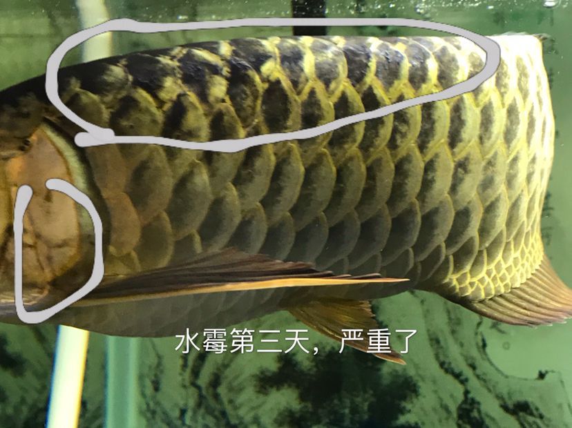 龍魚頑固性水霉：龍魚頑固性水霉怎么治療