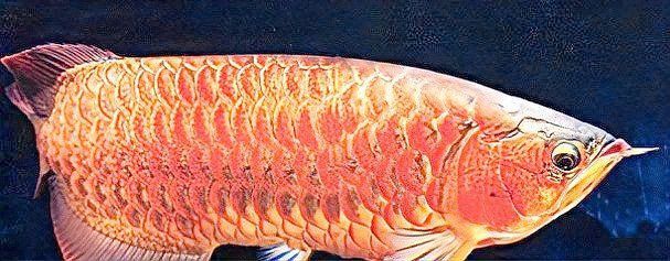 龍魚傷口愈合全過程 龍魚傷口愈合全過程 龍魚百科 第9張