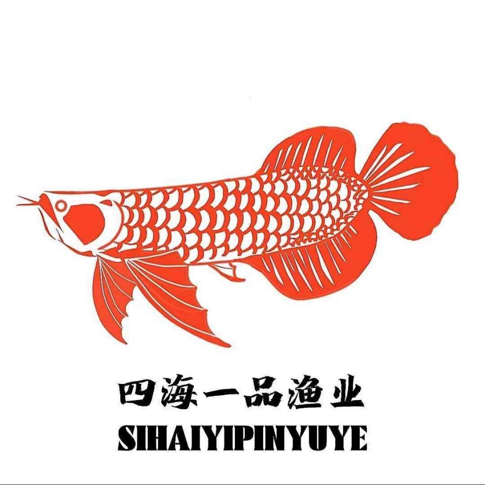 龍魚傷口愈合全過程 龍魚傷口愈合全過程 龍魚百科 第6張