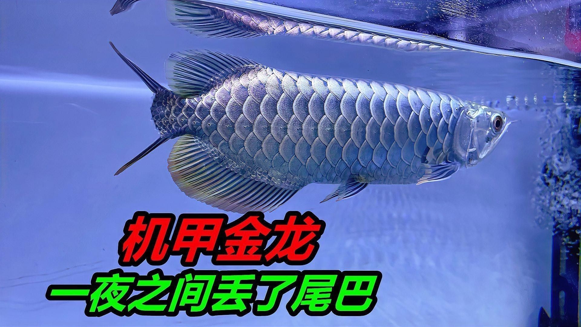 金龍魚康復后如何護理