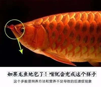 如何區分龍魚的好壞？：如何分辨龍魚的好壞