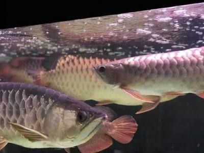 龍魚為什么要單養呢：為什么龍魚通常需要單養？