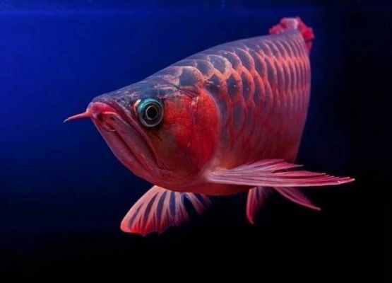 紅龍魚怎么養方法介紹一下（紅龍魚水質管理技巧，紅龍魚飼料選擇指南，紅龍魚水溫控制要點）