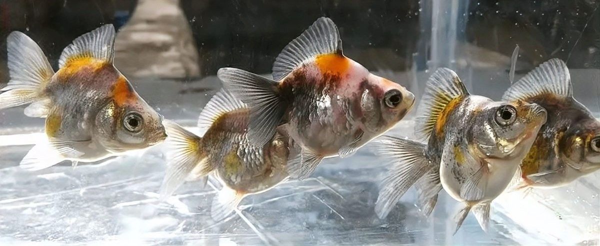 龍魚發貨前停食多少天