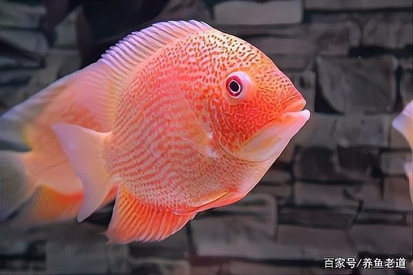 龍魚發貨前停食多少天