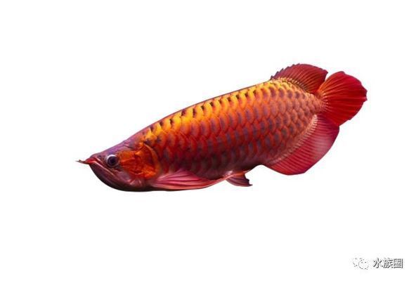 龍魚繁殖水質管理方法：龍魚繁殖期如何調節水溫？