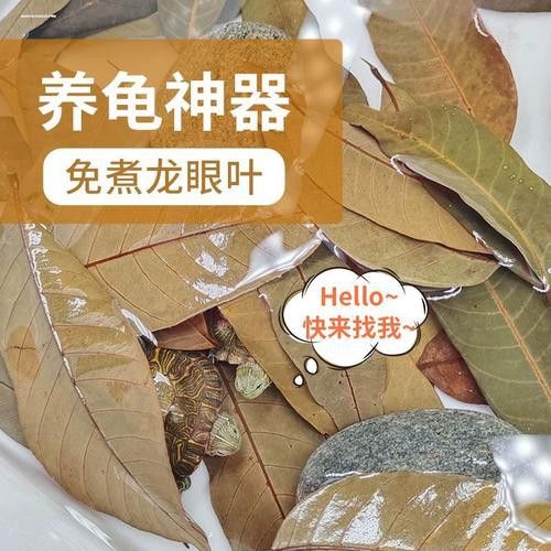 有哪些龍魚缸造景材料推薦？
