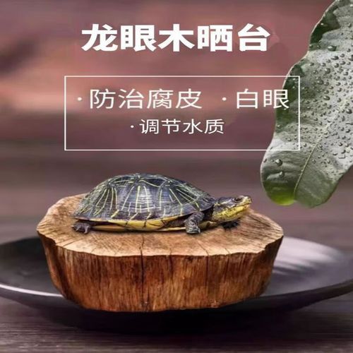 有哪些龍魚缸造景材料推薦？