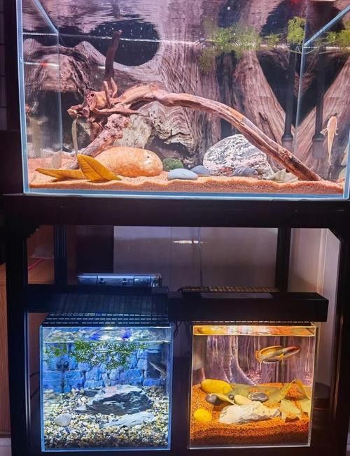 有哪些龍魚缸造景材料推薦？