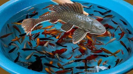 三巴旺龍魚：三巴旺龍魚不僅具有觀賞價(jià)值還是文化和商業(yè)中的重要元素