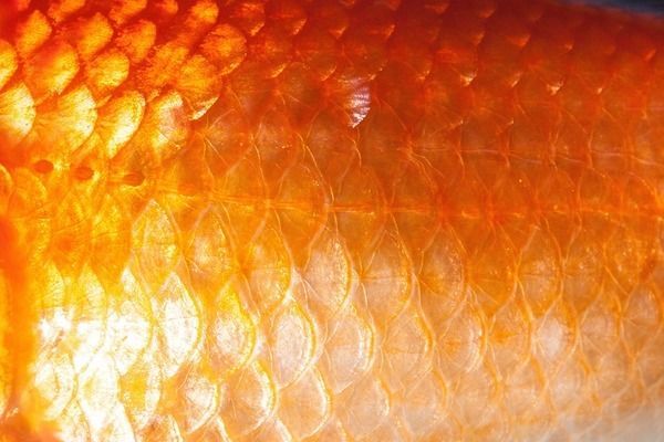 六角恐龍魚(yú)一動(dòng)不動(dòng)沉在水底：六角恐龍魚(yú)沉在水底不動(dòng)可能是由多種因素引起的